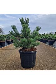 Pinus mugo Krauskopf C11 Lit. 30/+ cm