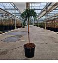 Cedrus deodara Feeling Blue C8 Lit. Na steblu 60 cm