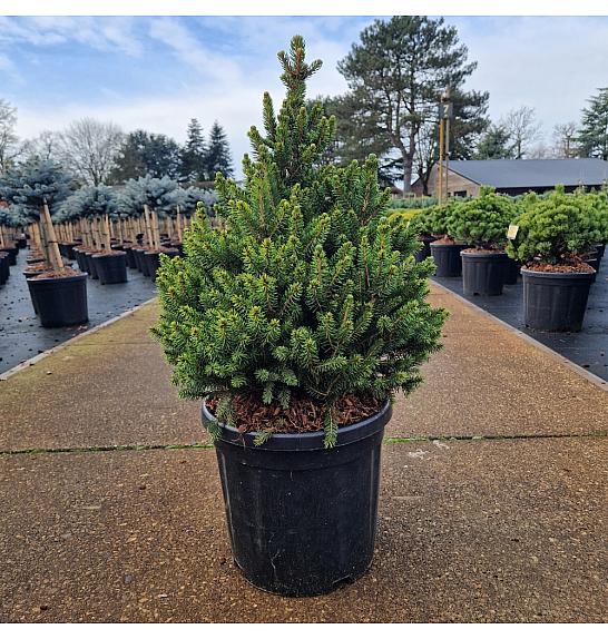 Picea abies Wills Zwerg C18 Lit. 50/+ cm
