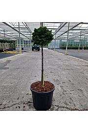 Chamaecyparis obt. Nana Gracilis C11 Lit. Na steblu 40 cm