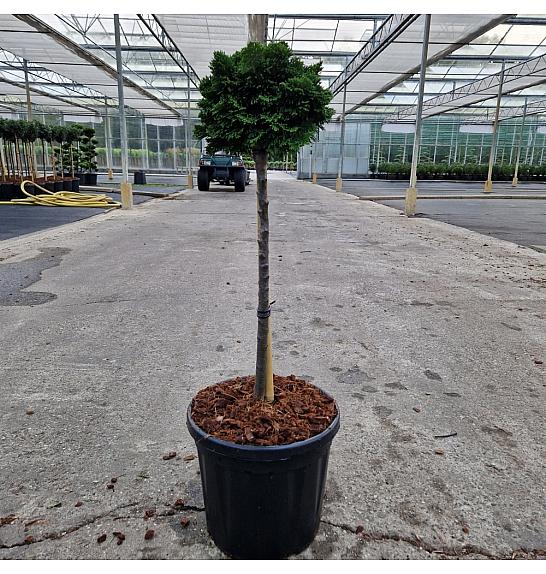 Chamaecyparis obt. Nana Gracilis C11 Lit. Na steblu 40 cm