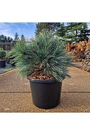 Pinus strobus Macopin C12 Lit. 30-45 cm
