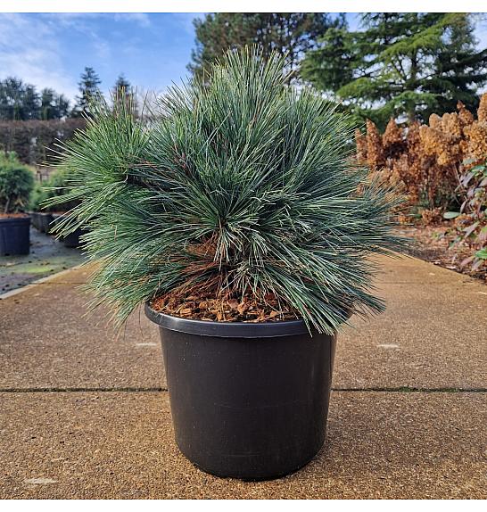 Pinus strobus Macopin C12 Lit. 30-45 cm
