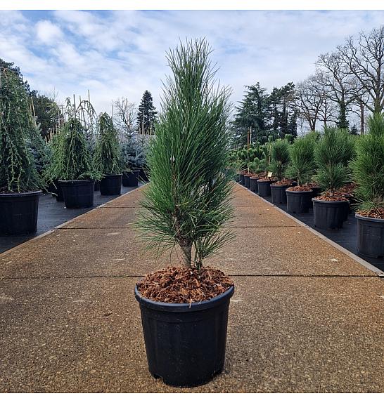 Pinus nigra Green Tower C11 Lit. 50-60 cm
