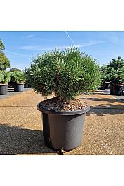 Pinus sylvestris Sandringham C12 Lit. 30-40 cm