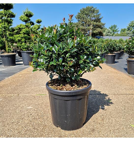 Ilex meserveae Blue Maid C18 Lit. 40-50 cm Krogla