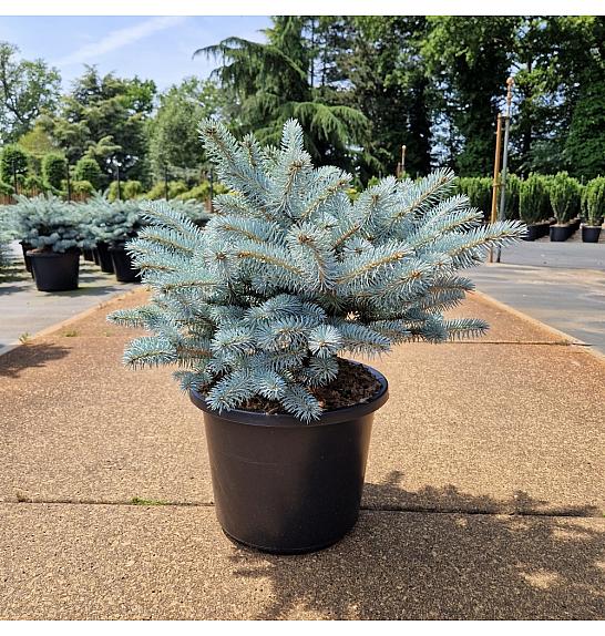 Picea pungens glauca globosa C12 Lit. 30-40 cm