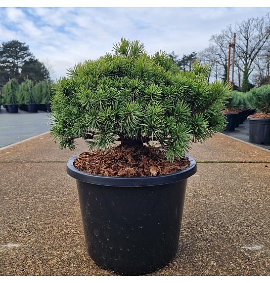 Pinus mugo Mops C12 Lit. 30-35 cm