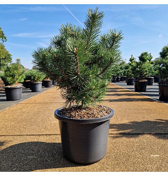Pinus uncinata La Cabana C12 Lit. 40-50 cm