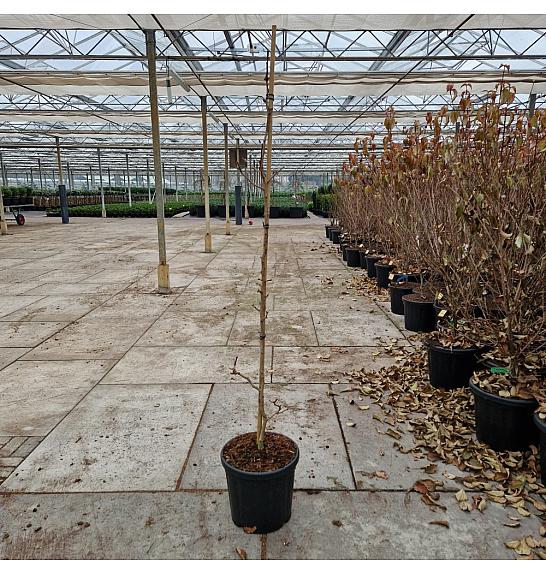 Ginkgo biloba Beijing Gold C18 Lit. 150-175 cm