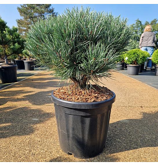 Pinus sylvestris Watereri C18 Lit. 40-50 cm