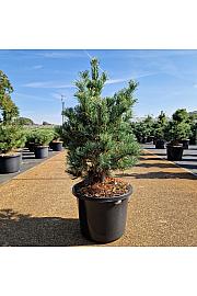 Pinus parviflora Bonnie Bergman C12 Lit. 60/+ cm