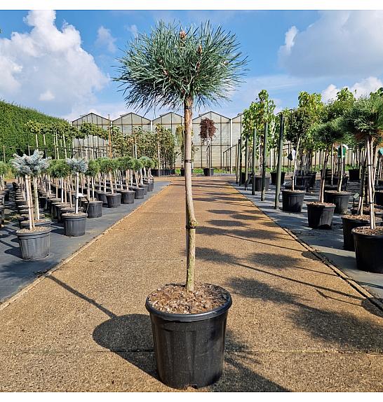Pinus sylvestris Chantry Blue C15 Lit. Na steblu 60cm