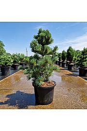 Pinus parviflora Ara-Kawa C12 Lit. 60-70 cm