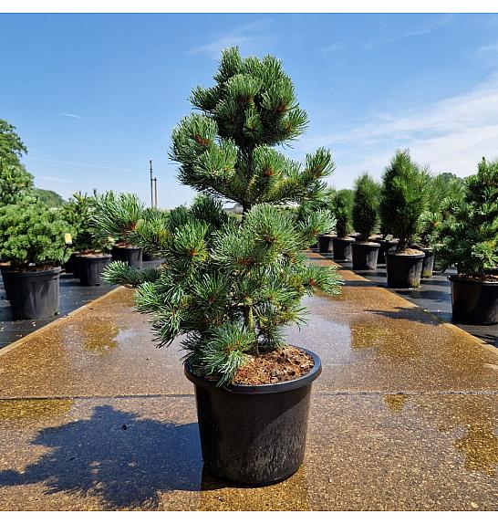 Pinus parviflora Ara-Kawa C12 Lit. 60-70 cm