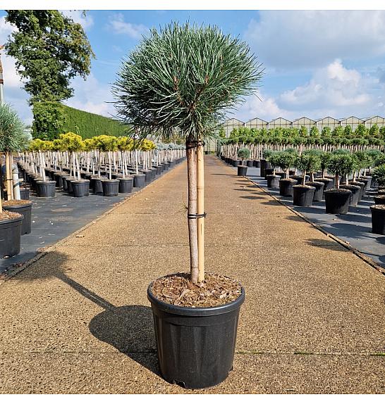 Pinus sylvestris Watereri C11 Lit. Na steblu 40 cm Krošnja 25-30 cm