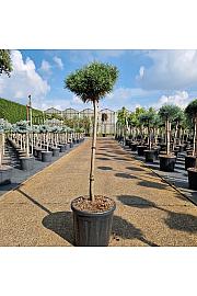 Pinus uncinata Wiel C11 Lit. Na steblu 60 cm