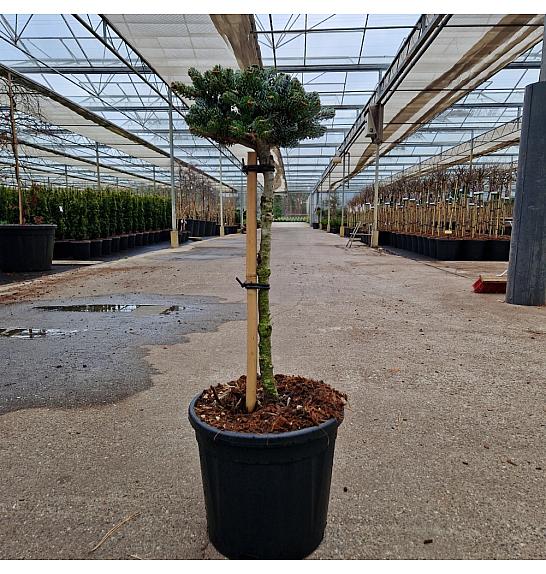 Abies koreana Kohouts Icebreaker® C11 Lit. Na steblu 40 cm Krošnja 20-25 cm