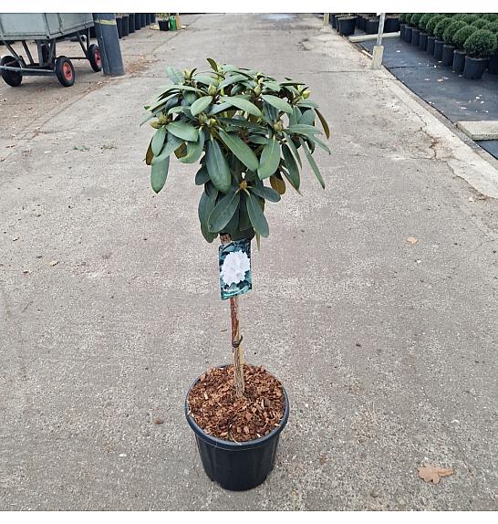 Rhododendron (Y) Schneekrone white C15 Lit. Na steblu 60 cm