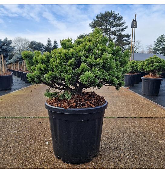 Pinus mugo Laurin C18 Lit. 40-50 cm