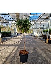 Thuja plicata Whipcord C15 Lit. Na steblu 70 cm