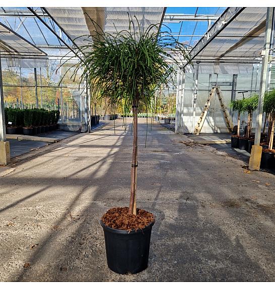 Thuja plicata Whipcord C15 Lit. Na steblu 70 cm