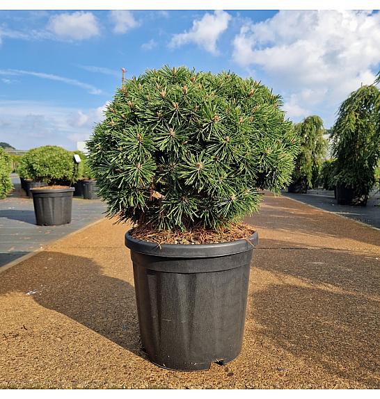 Pinus mugo Benjamin C18 Lit. 40-50 cm Krogla