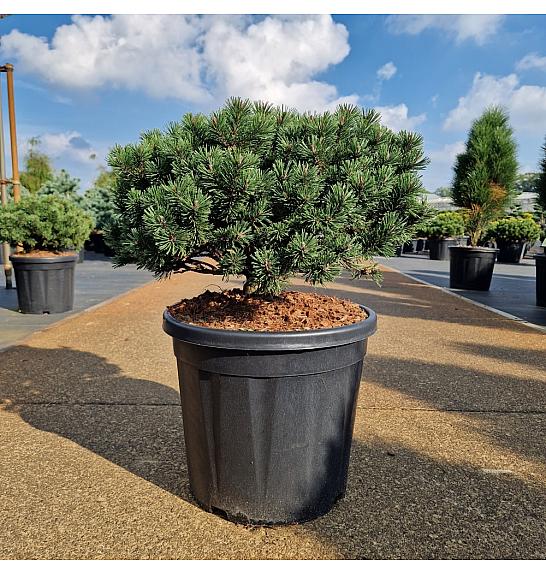 Pinus mugo Pumuckel C20 Lit. 50/+ cm Krogla