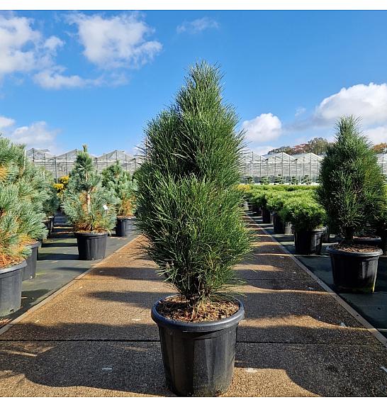 Pinus nigra Green Tower C20 Lit. 80-90 cm