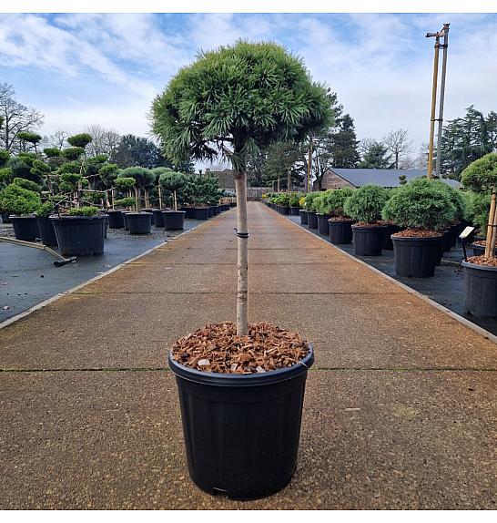 Pinus mugo Mops C15 Lit. Na steblu 40 cm Košnja 30-35 cm Krogla