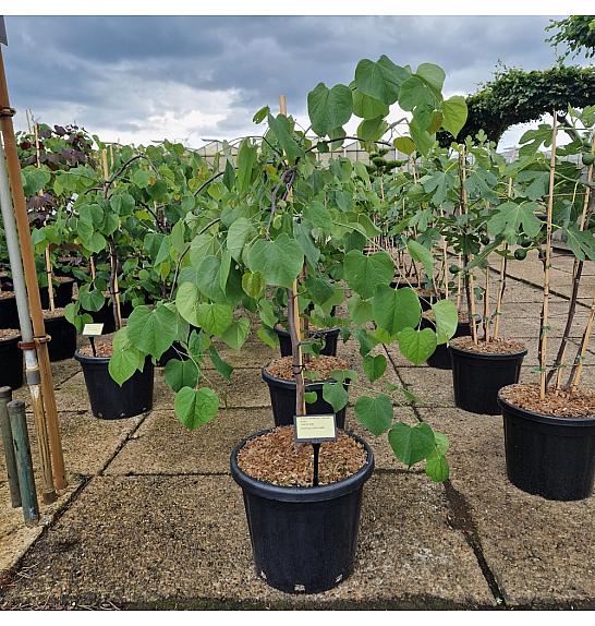 Cercis canadensis Lavender Twist C25 Lit. 100-125 cm