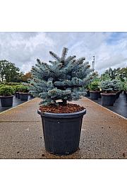 Picea pungens glauca globosa C25 Lit. 50/+ cm