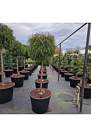 Thuja occ. Filiformis C110 Lit. Na steblu 60 cm Krošnja 70 cm