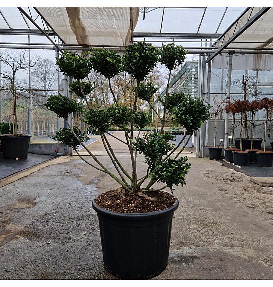 Ilex crenata Fructo Luteo C65 Lit. 80-100 cm Bonsai