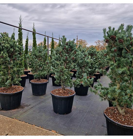 Pinus parviflora Glauca C110 Lit. 140/+ cm