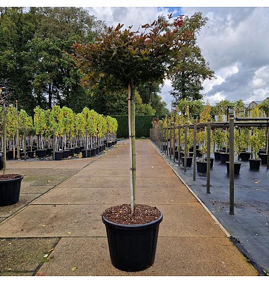 Acer palm. Rhode Island Red C80 Lit. Na steblu 110 cm Krošnja 60-70 cm