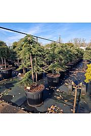 Juniperus comm. Green Carpet C80 Lit. 140/+ cm Bonsai