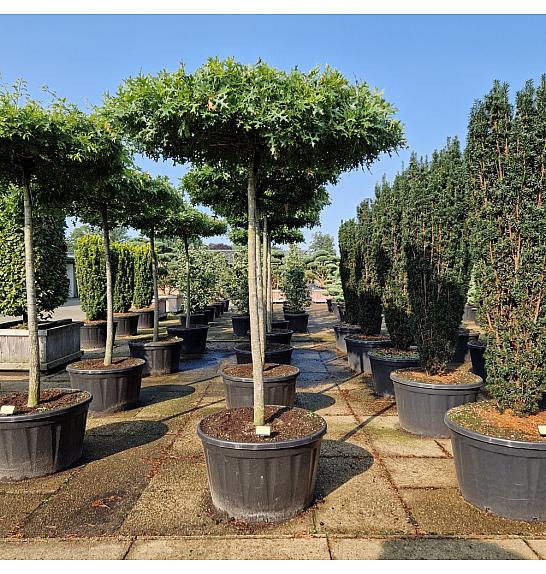 Quercus palustris C280 Lit. Na steblu 200 cm