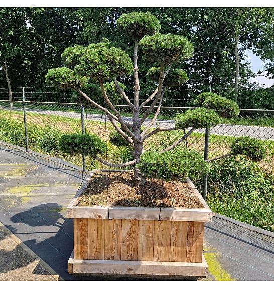Pinus mugo Gnom V lesenem koritu 110x110 cm 160-180 cm Bonsai