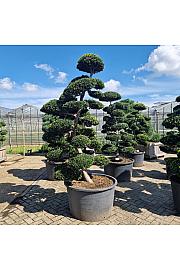 Ilex crenata Kimne C280 Lit. 200/+ cm Bonsai Japan