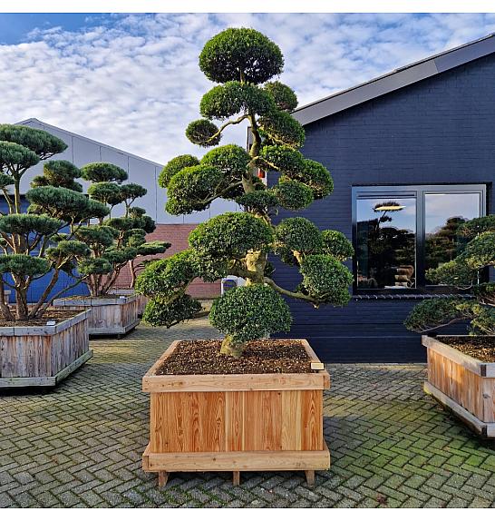 Ilex crenata Kimne v lesenem koritu 120x120 cm 250-275 cm Bonsai Japan