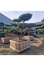 Pinus sylvestris Watereri Nr. 3 v lesenem koritu 130x130 cm; 210 cm; Krošnja 260-290 cm Bonsai