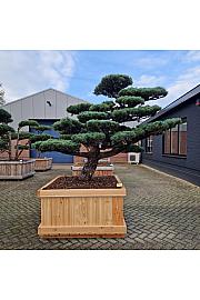 Pinus Pentaphylla Nr.4 v lesenem koritu 120x120 cm; 200 cm; Krošnja 160-240 cm cm Bonsai Japan