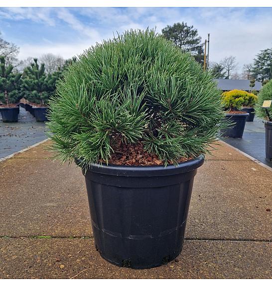 Pinus sylvestris Watereri C35 Lit. 50-60 cm