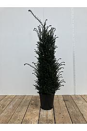 Taxus baccata C10 Lit. 100-120 cm
