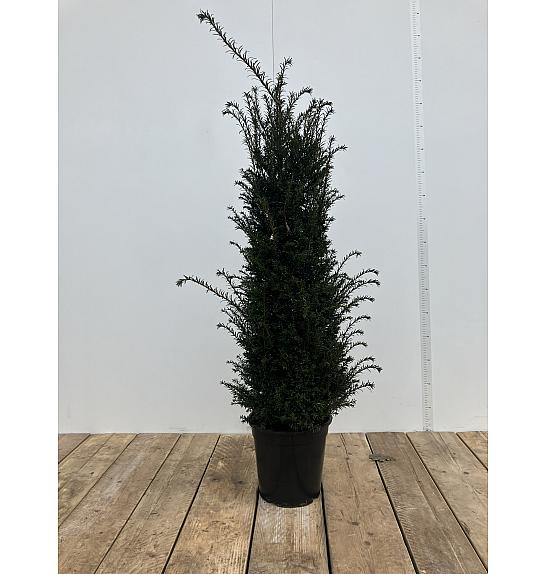 Taxus baccata C10 Lit. 100-120 cm