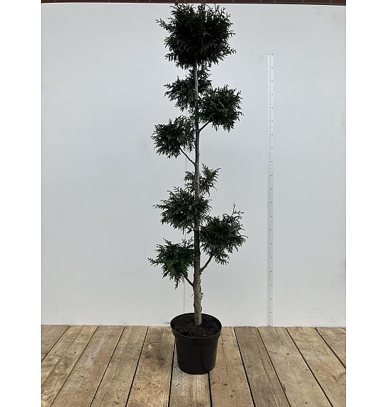 Thuja plicata Gelderland C10 Lit. 180-200 cm Pon pon