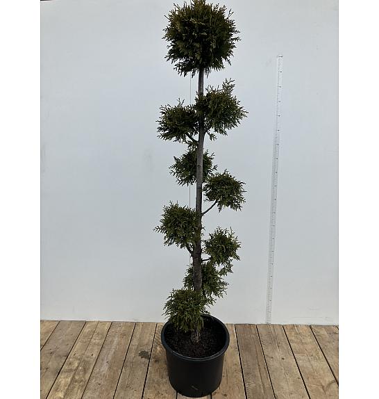 Thuja occidentalis Brabant C15 Lit. 180 cm Pon pon