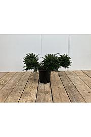 Taxus baccata Repandens C10 Lit. 25-40 cm Pon Pon 4 ball