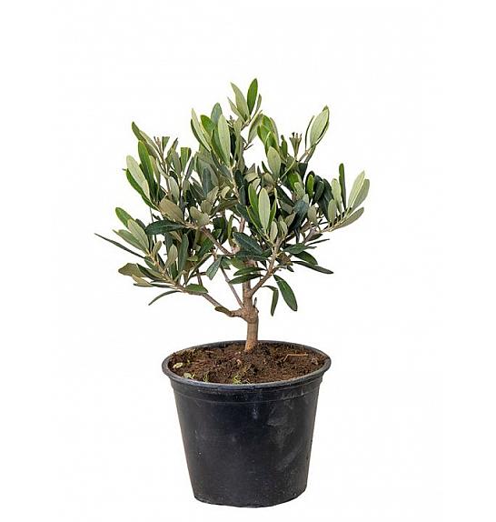 Olea europea Ø14 Bonsai